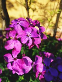 Close-up of pink flowers