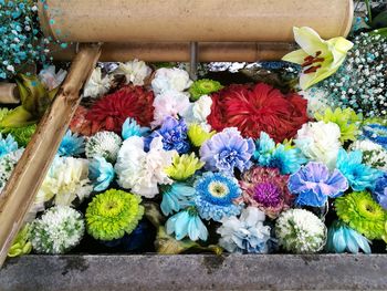 High angle view of multi colored flowering plants