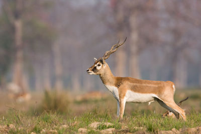 Side view of deer standing on field