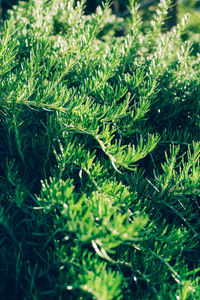 Close-up of pine tree