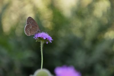 Close-up of butterfly pollinating on purple flower