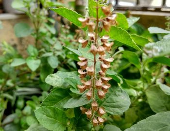 Close-up of fresh green plant