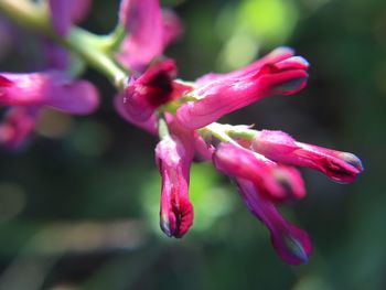 Close-up of pink flowers