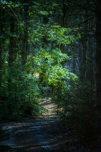 Trees in forest