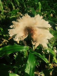 Close-up of flower plant