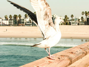 Seagull on a beach