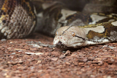 Close-up of boa constrictor on land