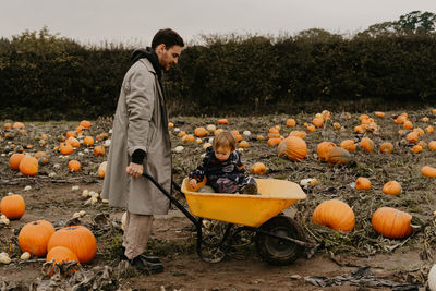 Rear view of man standing amidst pumpkins on field