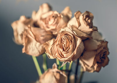 Close-up of wilted rose