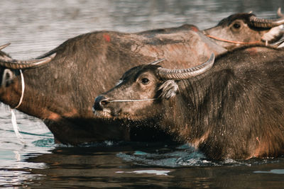 Horse in a lake