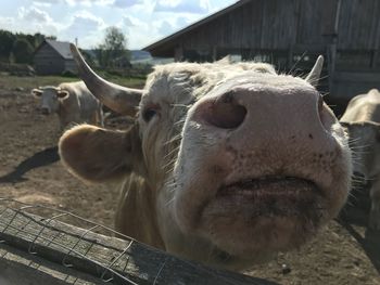 Close-up of cow in field