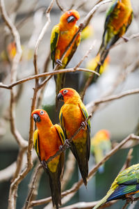 Close-up of birds perching on branch