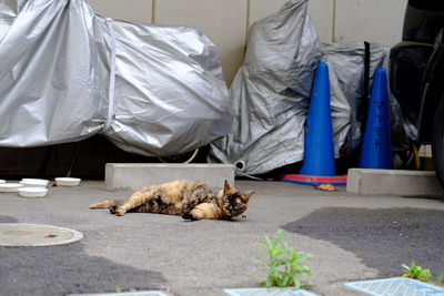 Cat sitting on floor