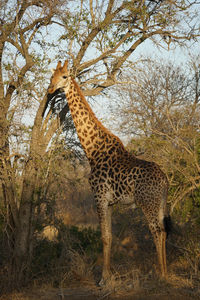 Giraffe in a forest