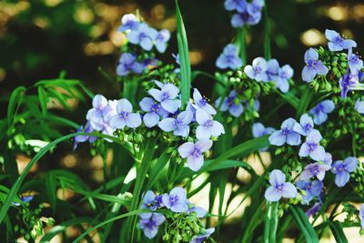 Close-up of purple flowering plants in park