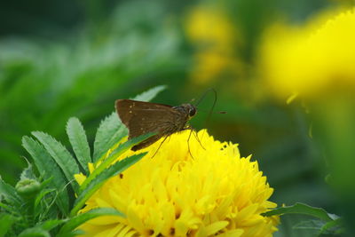 Butterfly on yellow flower