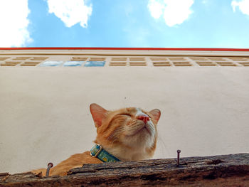 Low angle view of a cat against the wall