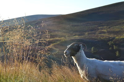 View of horse on field against sky