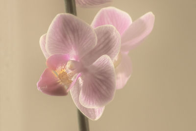 Close-up of pink orchid flower