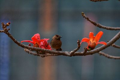 Close-up of bird perching on branch