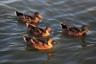 Ducks in a lake