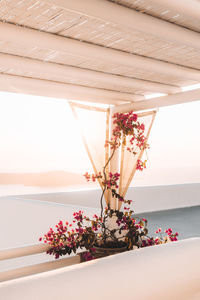 Bougainvillea in santorini