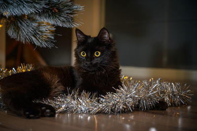 Portrait of cat sitting on table