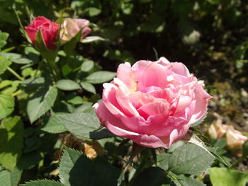 Close-up of pink flower blooming outdoors