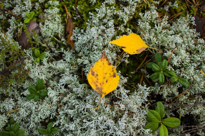 Close-up of yellow flowers blooming outdoors