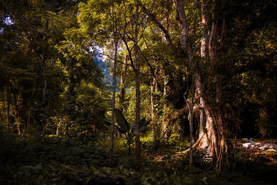 Trees in forest