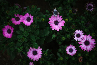 High angle view of pink flowers