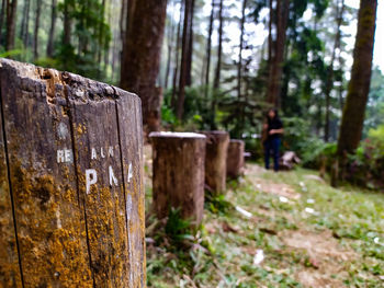 Close-up of wooden post on tree stump in forest