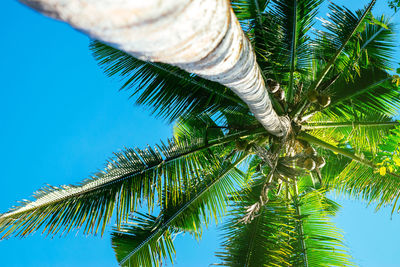 Low angle view of coconut palm tree against sky