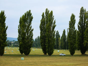 Panoramic view of trees on field against sky