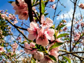 Low angle view of cherry blossoms in spring