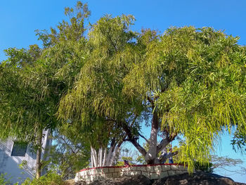 Low angle view of palm trees against sky