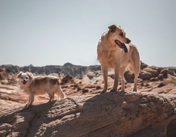 View of dogs on rock against clear sky