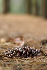 Close-up of corn field