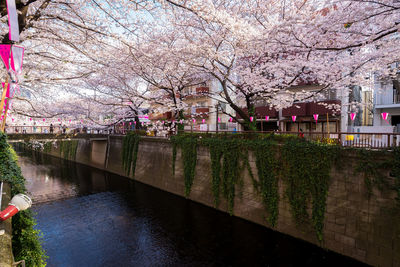 Pink cherry blossoms in city