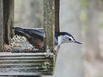 Bird perching on wooden wall