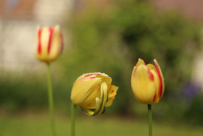 Close-up of yellow tulip