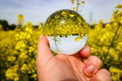 Cropped hand holding yellow flower