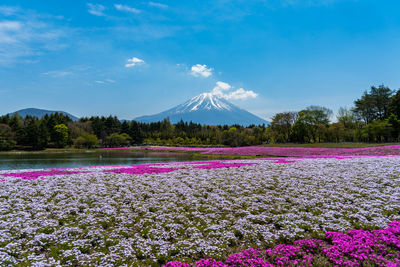 Purple flowering plants by land against sky