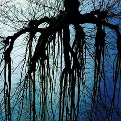 Low angle view of bare trees against sky