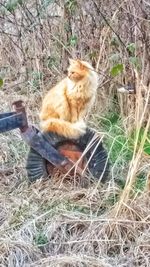 Cat on grass