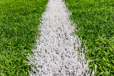 High angle view of plants on field