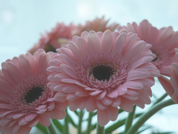 Close-up of flowers blooming outdoors