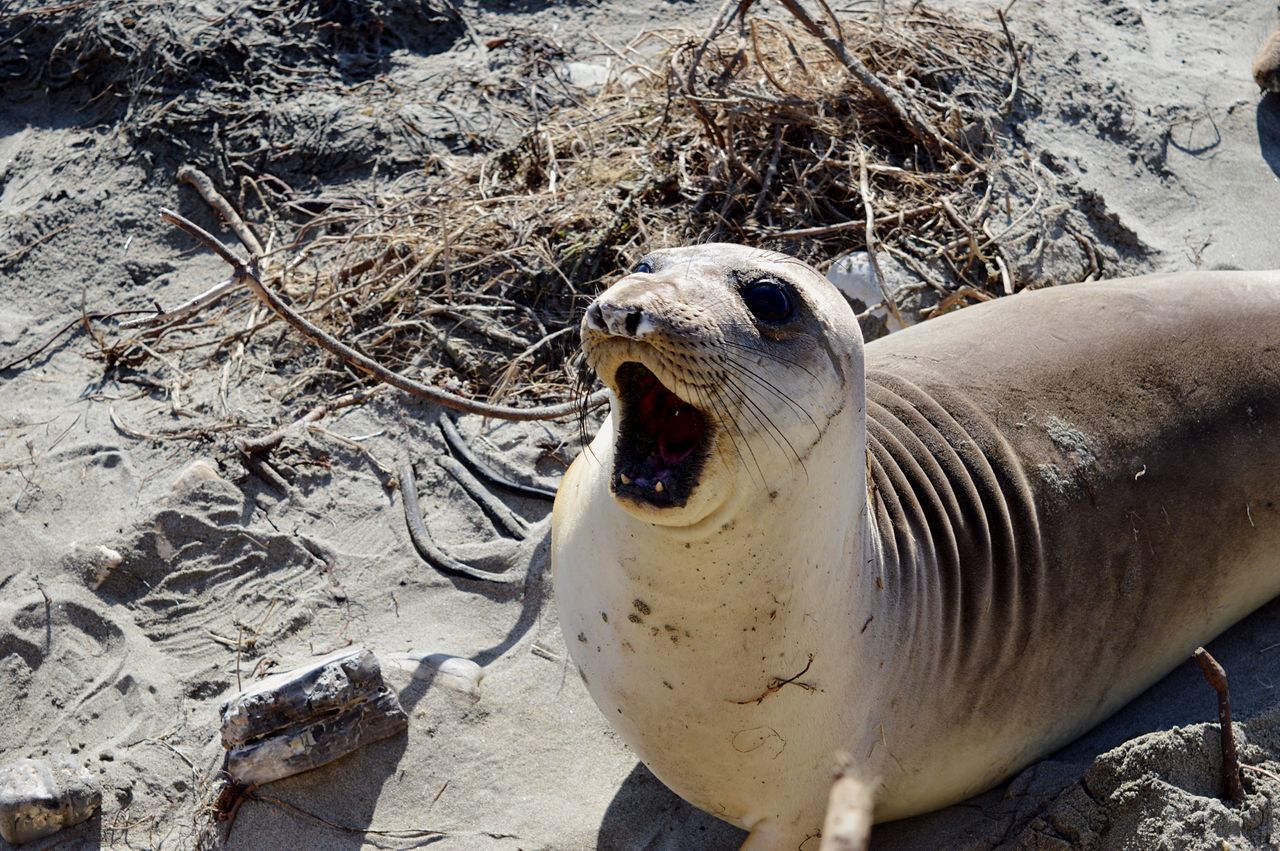 animal themes, high angle view, close-up, animals in the wild, outdoors, field, day, wildlife, nature, sunlight, sand, water, no people, one animal, beach, part of, white color, rock - object, bird, stone - object