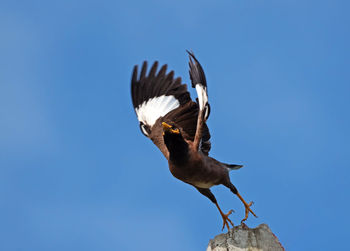 Low angle view of eagle flying against clear blue sky