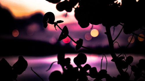 Close-up of silhouette flowers against sky during sunset